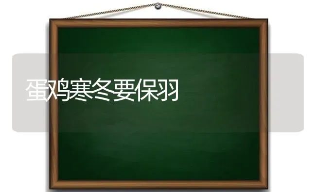 蛋鸡寒冬要保羽 | 家禽养殖