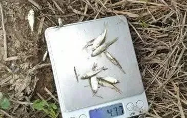 桂花鱼饵料鱼之白鲢仔冬季养殖高产技术