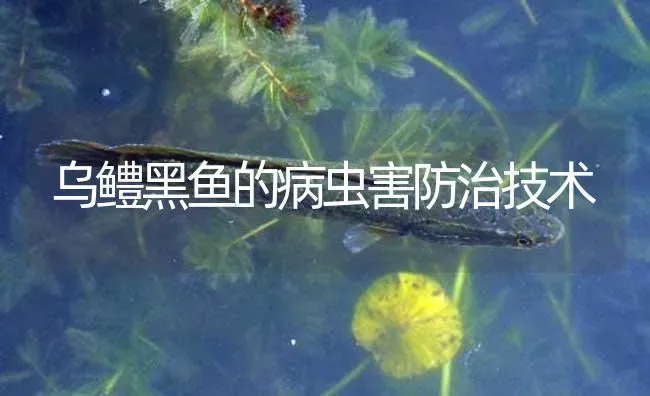 乌鳢黑鱼的病虫害防治技术 | 淡水养殖