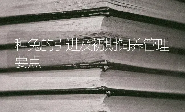 种兔的引进及初期饲养管理要点 | 家畜养殖