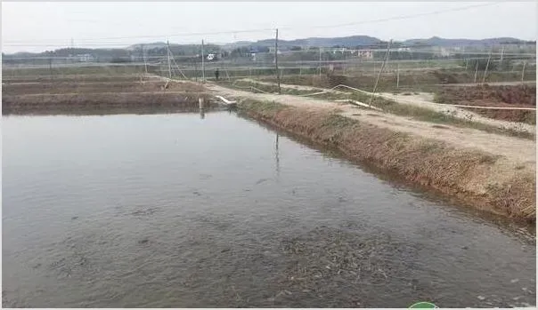 池塘养殖泥鳅需要什么样的水质？水质出现老化该如何解决？ | 动物养殖知识