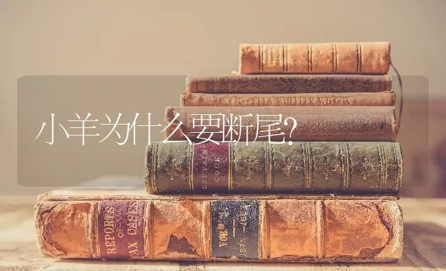 小羊为什么要断尾？ | 家畜养殖