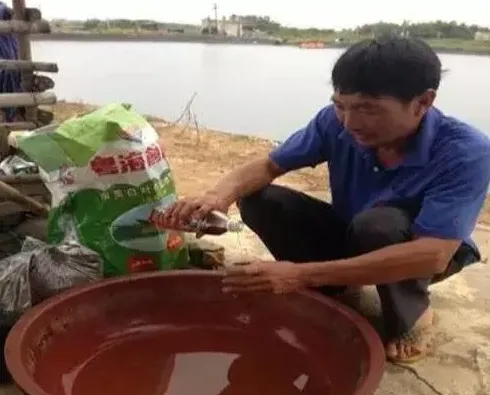 土塘养殖南美白对虾，选用粤海土塘专用白虾料最合适