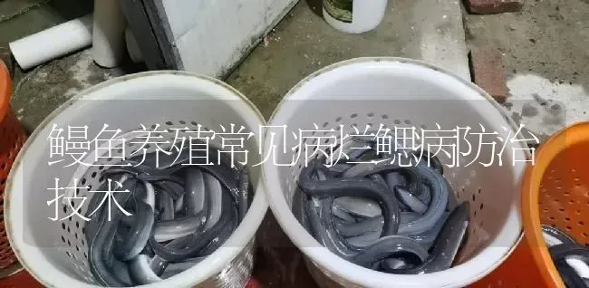 鳗鱼养殖常见病烂鳃病防治技术 | 淡水养殖