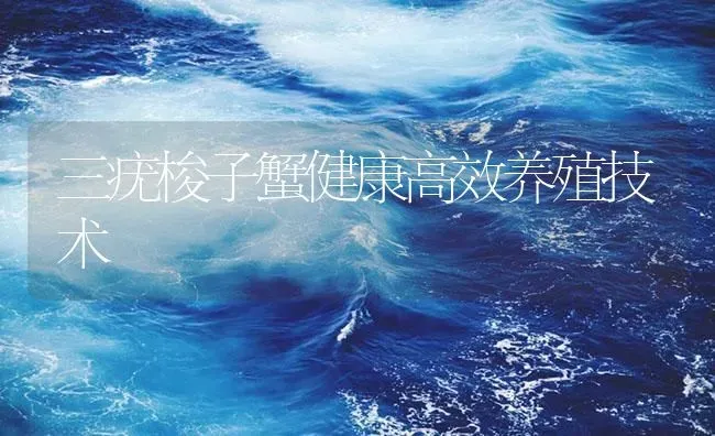 三疣梭子蟹健康高效养殖技术 | 海水养殖