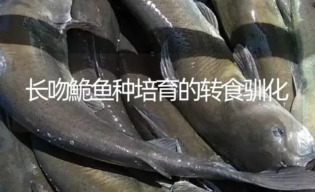 长吻鮠鱼种培育的转食驯化 | 淡水养殖