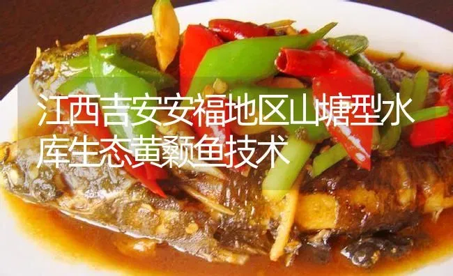 江西吉安安福地区山塘型水库生态黄颡鱼技术 | 淡水养殖