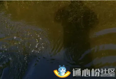 通威“电化水”新奇技术亮相西北，水产养殖户感叹“好神奇”