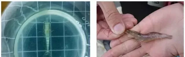 南美白对虾标苗技术要点