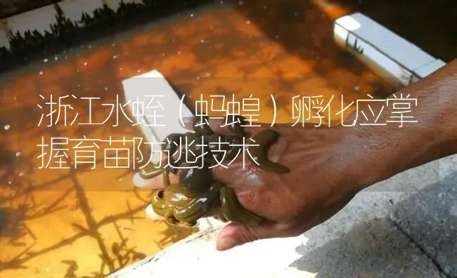 浙江水蛭（蚂蝗）孵化应掌握育苗防逃技术 | 特种养殖