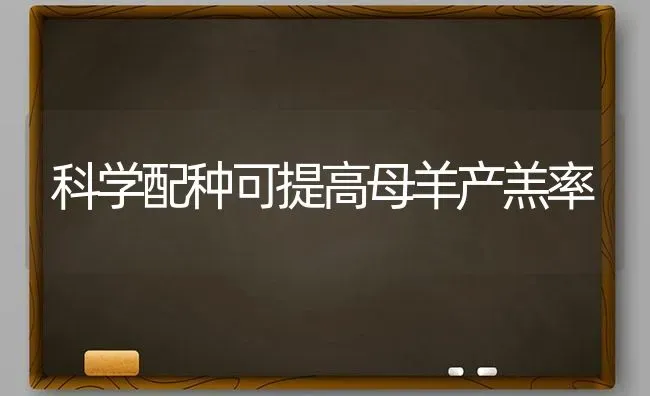 科学配种可提高母羊产羔率 | 家畜养殖