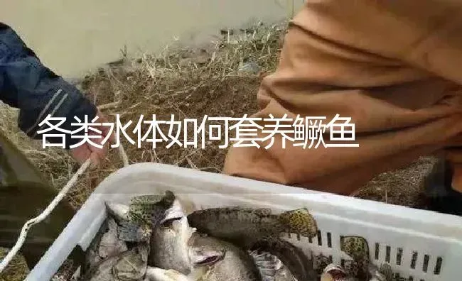 各类水体如何套养鳜鱼 | 淡水养殖