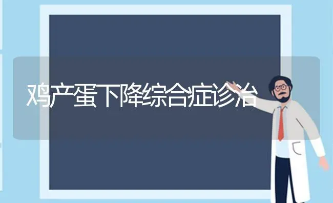 鸡产蛋下降综合症诊治 | 家禽养殖