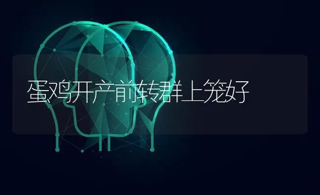 蛋鸡开产前转群上笼好 | 家禽养殖