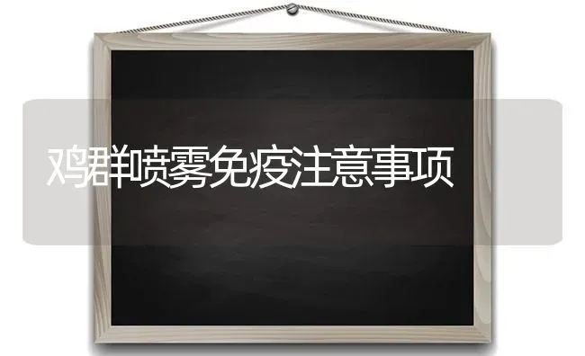 鸡群喷雾免疫注意事项 | 家禽养殖