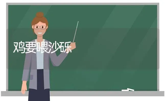 鸡要喂沙砾 | 家禽养殖