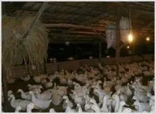 加强蛋鸭夜间管理促高产 | 动物养殖资料