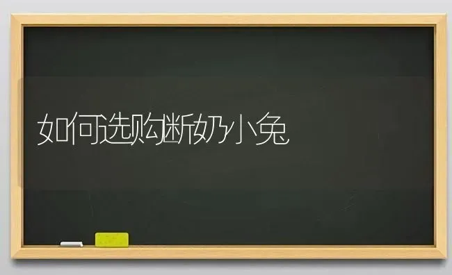 如何选购断奶小兔 | 家畜养殖