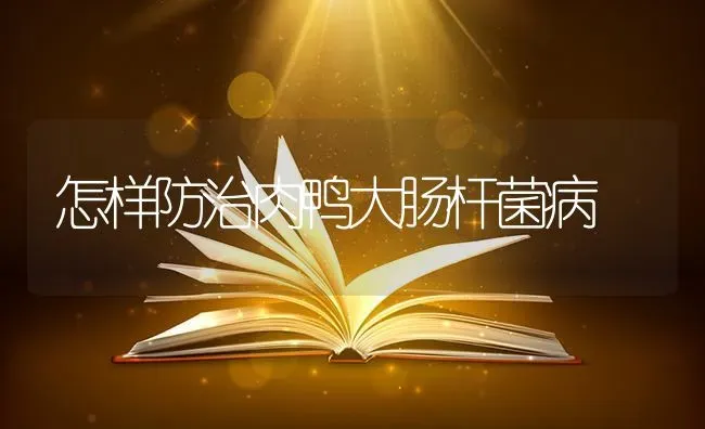 怎样防治肉鸭大肠杆菌病 | 家禽养殖