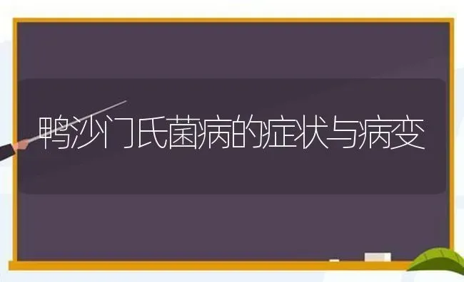 鸭沙门氏菌病的症状与病变 | 家禽养殖