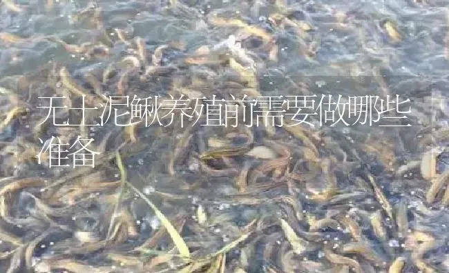 无土泥鳅养殖前需要做哪些准备 | 淡水养殖