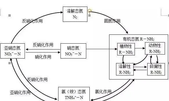 氨氮产生原理和危害性，水产养殖户如何降氨氮？