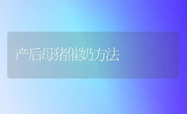 产后母猪催奶方法 | 家畜养殖