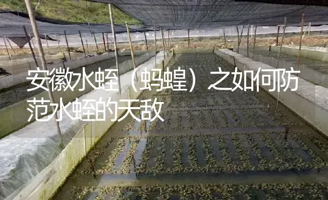安徽水蛭（蚂蝗）之如何防范水蛭的天敌 | 特种养殖