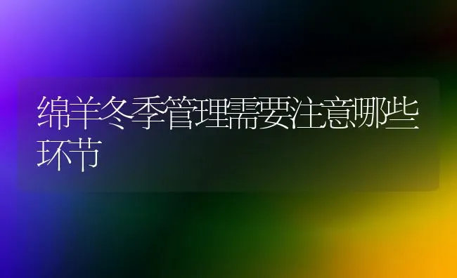 绵羊冬季管理需要注意哪些环节 | 家畜养殖