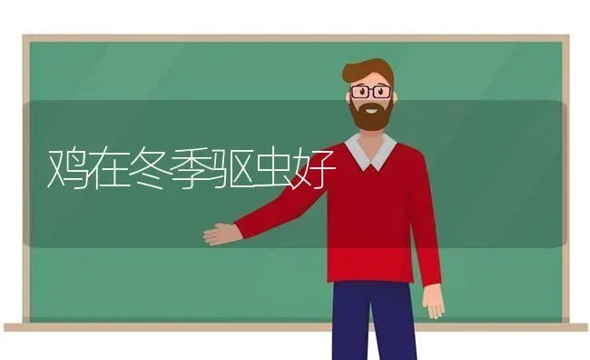 鸡在冬季驱虫好 | 家禽养殖