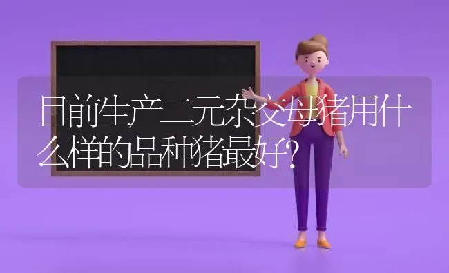目前生产二元杂交母猪用什么样的品种猪最好？ | 家畜养殖