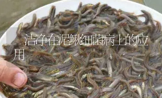 暜洁净在泥鳅细菌病上的应用 | 淡水养殖