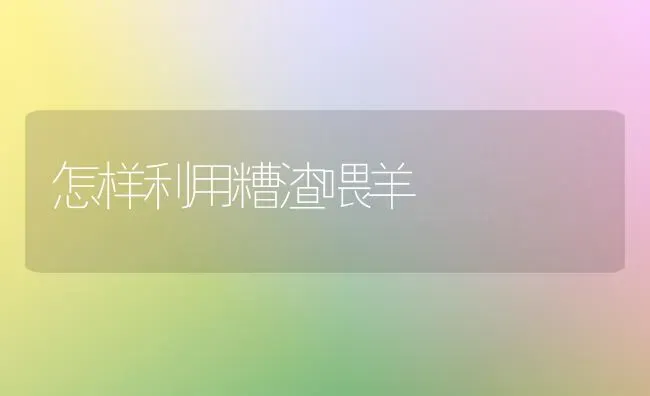 怎样利用糟渣喂羊 | 家畜养殖