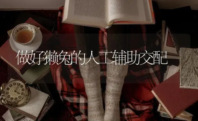 做好獭兔的人工辅助交配 | 家畜养殖