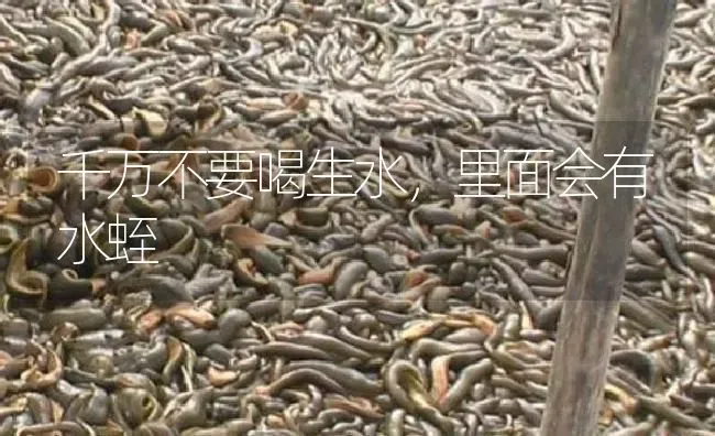 千万不要喝生水，里面会有水蛭 | 特种养殖