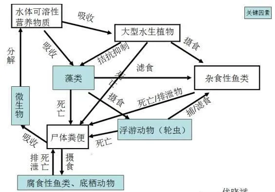 水产养殖过程中“菌虫藻渔”共生模式之菌篇详解