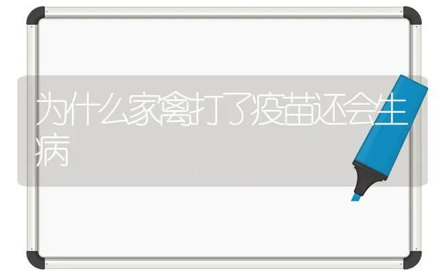 为什么家禽打了疫苗还会生病 | 家禽养殖