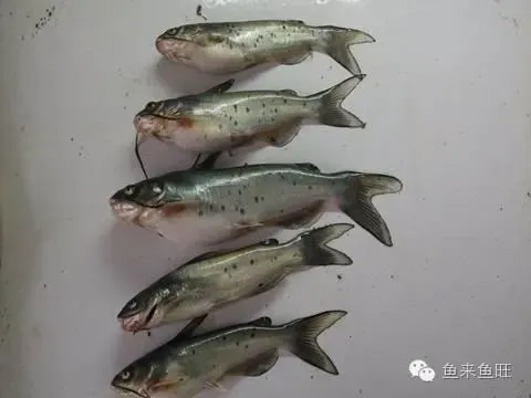 四五月份斑点叉尾鮰鱼苗泛塘处理案例