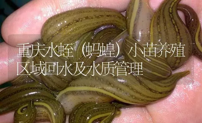 重庆水蛭（蚂蝗）小苗养殖区域回水及水质管理 | 特种养殖