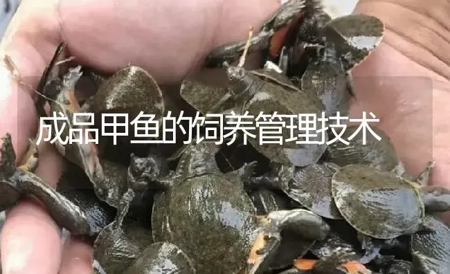 成品甲鱼的饲养管理技术 | 淡水养殖