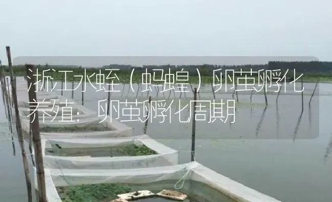 浙江水蛭（蚂蝗）卵茧孵化养殖：卵茧孵化周期 | 特种养殖