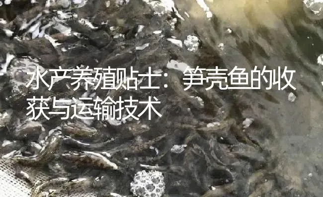 水产养殖贴士：笋壳鱼的收获与运输技术 | 淡水养殖