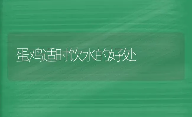 蛋鸡适时饮水的好处 | 家禽养殖