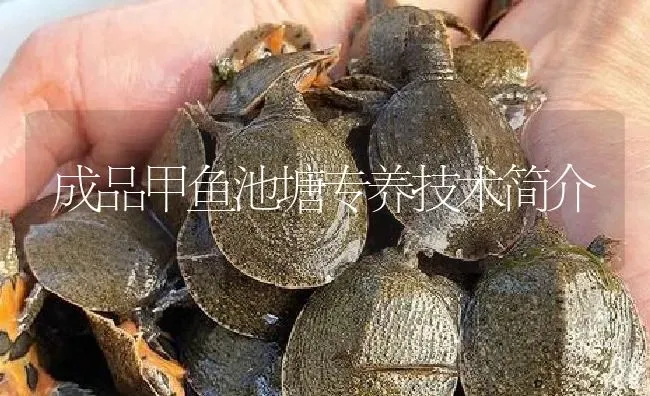 成品甲鱼池塘专养技术简介 | 淡水养殖