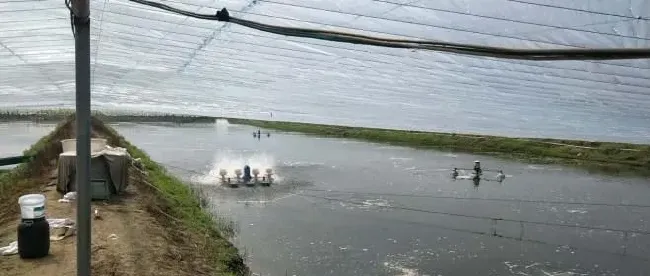 南美白对虾养殖模式百家争鸣，大棚养殖出路何在？