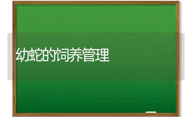 幼蛇的饲养管理 | 特种养殖