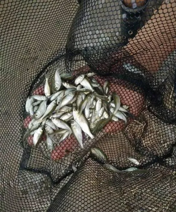桂花鱼饵料鱼之白鲢仔冬季养殖高产技术
