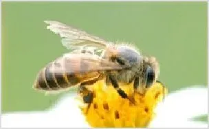 蜜蜂人工授精技术 | 动物养殖资料