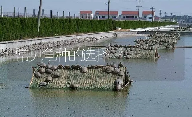 常见龟种的选择 | 淡水养殖