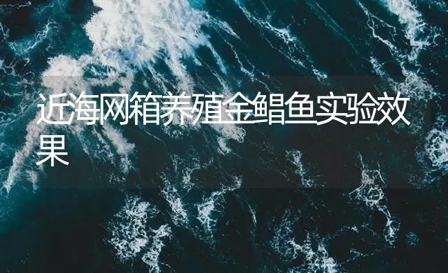 近海网箱养殖金鲳鱼实验效果 | 海水养殖